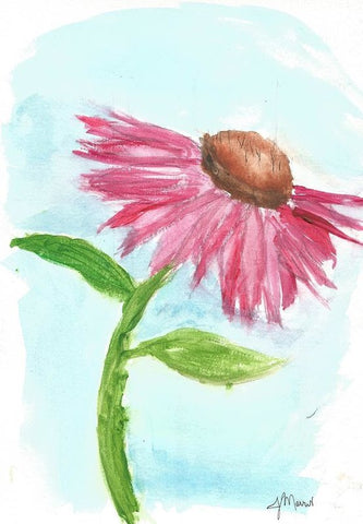 Echinacea - Art Print