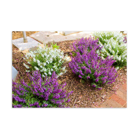 Purple and White Flowers Standard Postcard