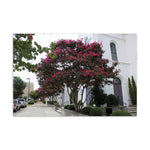 Pink Crepe Myrtle in Downtown Standard Postcard